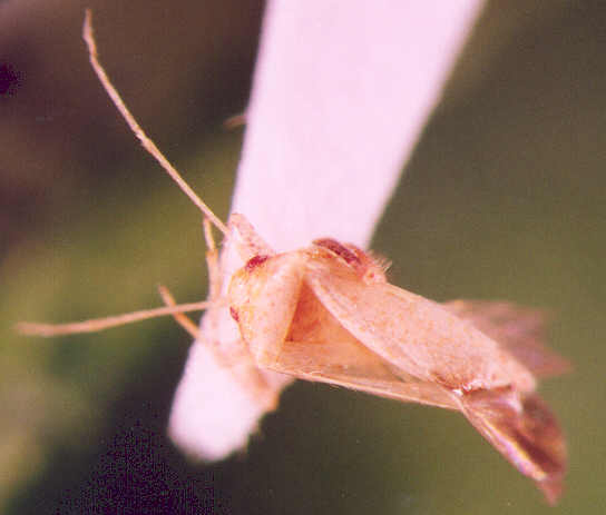 Photo of Hemiptera: Miridae 