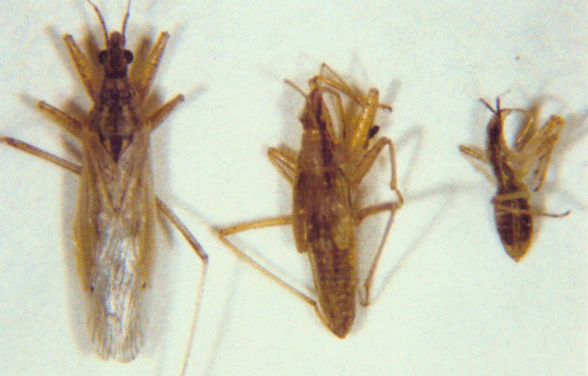 Photo of Hemiptera: Nabidae Nabis 