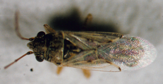 Photo of Hemiptera: Lygaeidae Nysius 