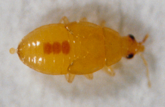 Photo of Hemiptera: Anthocoridae Orius 
