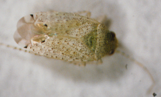 Photo of Hemiptera: Miridae Pseudatomoscelis