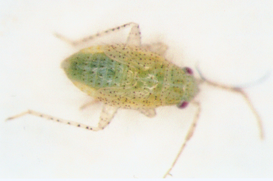 Photo of Hemiptera: Miridae Pseudatomoscelis 