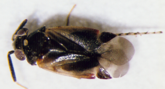 Photo of Hemiptera: Miridae Rhinacloa 