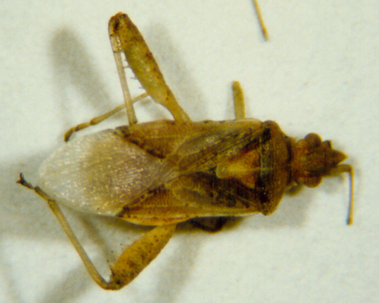 Photo of Hemiptera: Rhopalidae 