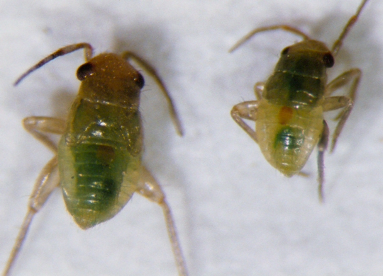 Photo of Hemiptera: Miridae Spanagonicus 