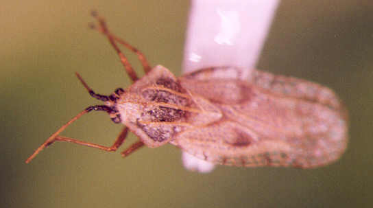 Photo of Hemiptera: Tingidae 