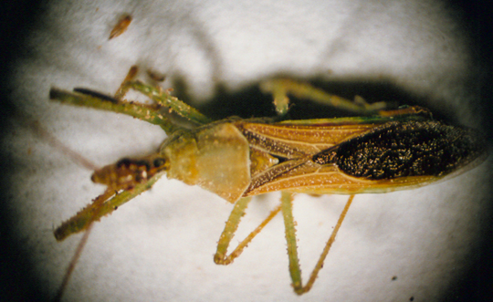 Photo of Hemiptera: Reduviidae 