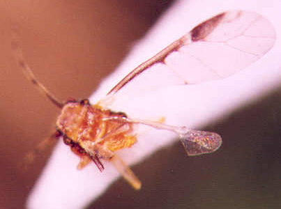 Photo of Homoptera: Aphididae