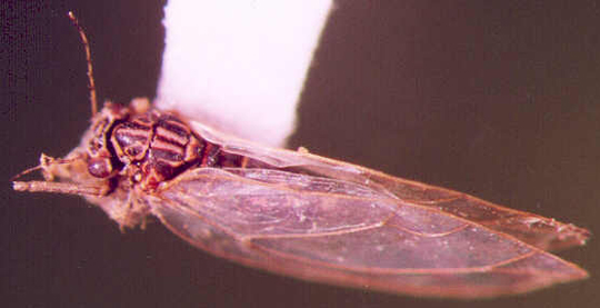 Photo of Homoptera: Unkown