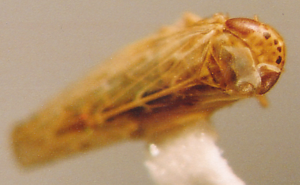 Photo of Homoptera: Cicadellidae