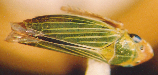 Photo of Homoptera: Cicadellidae 