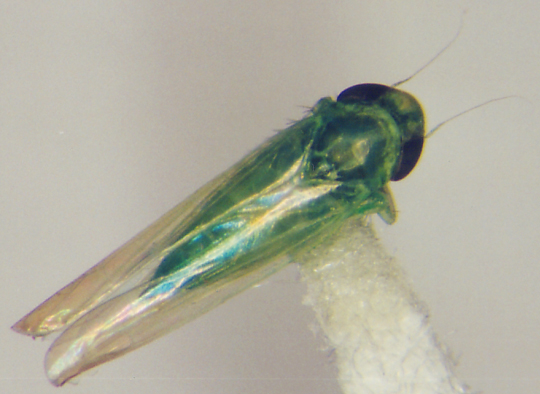 Photo of Homoptera: Cicadellidae Empoasca
