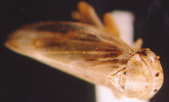 Photo of Homoptera: Cicadellidae Exitianus 