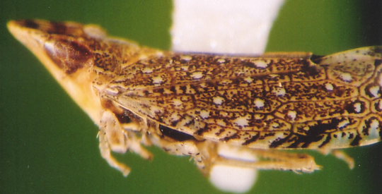 Photo of Unknown Homoptera 