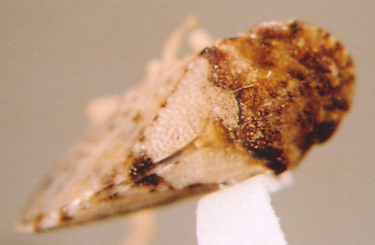 Photo of Unknown Homoptera 