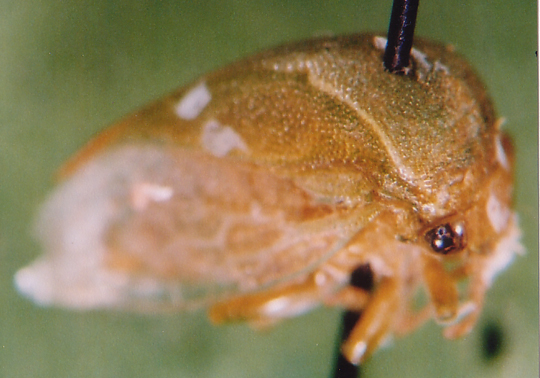 Photo of Homoptera: Membracidae 