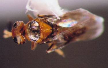 Photo of Hymenoptera: Encyrtidae 