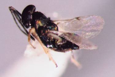 Photo of Hymenoptera: Encyrtidae 