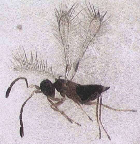 Photo of Hymenoptera: Mymaridae AnagrusA 
