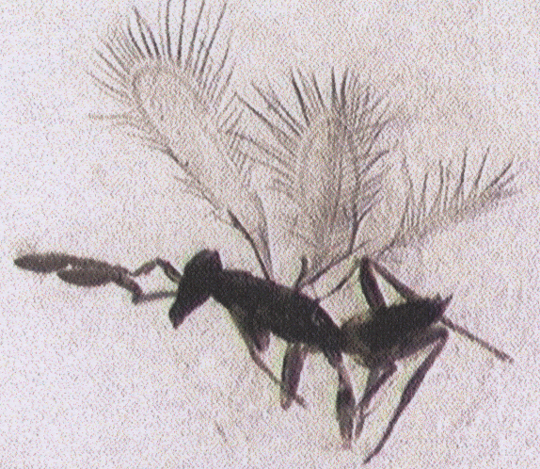 Photo of Hymenoptera: Mymaridae AnagrusB 