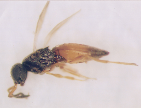 Photo of Hymenoptera: Scelionidae Anteromorpha 