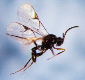 Photo of Hymenoptera: Braconidae: Aphidiinae 