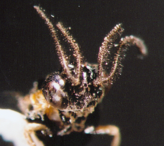 Photo of Hymenoptera: Argidae 