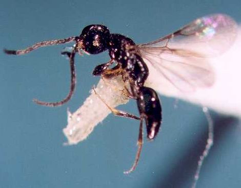 Photo of Hymenoptera: Bethylidae 