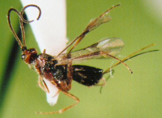 Photo of Hymenoptera: Braconidae 