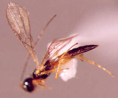 Photo of Hymenoptera: Braconidae 