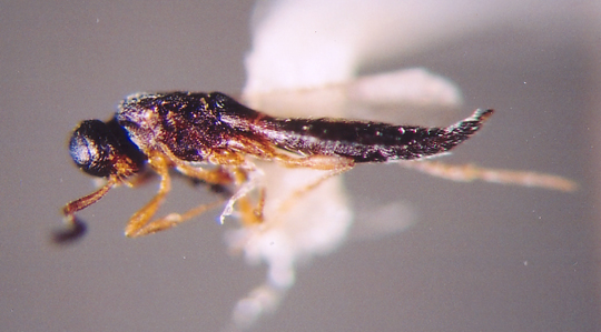 Photo of Hymenoptera: Scelionidae Calliscelio 