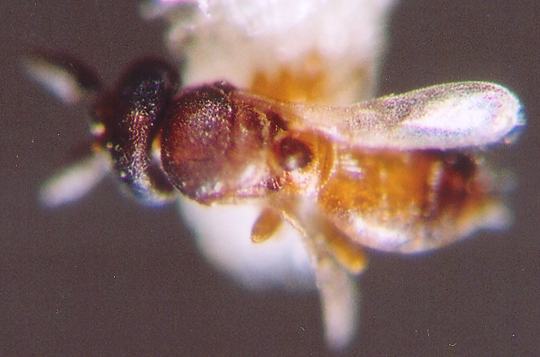 Photo of Hymenoptera: Scelionidae Ceratobaeus 