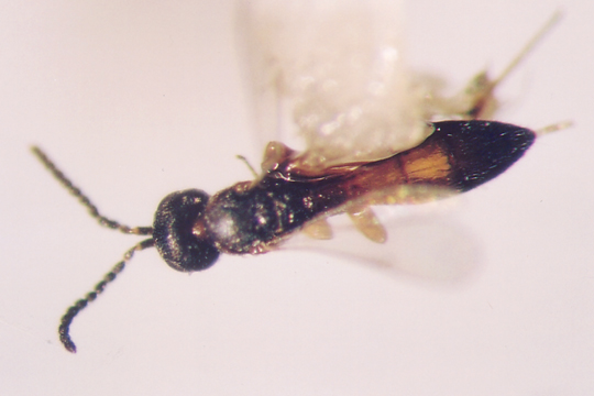Photo of Hymenoptera: Scelionidae Ceratoteleas 