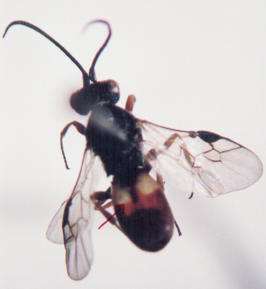 Photo of Hymenoptera: Braconidae Chelonus 