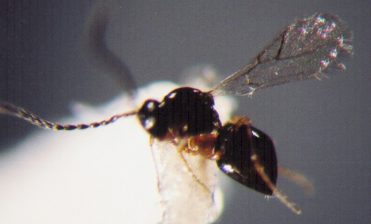 Photo of Hymenoptera: Cynipidae 