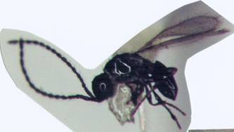 Photo of Hymenoptera:Diapriidae 