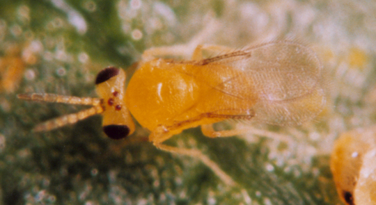 Photo of Hymenoptera: Aphelinidae Encarsia 