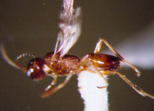 Photo of Hymenoptera: Braconidae: Euphorinae 