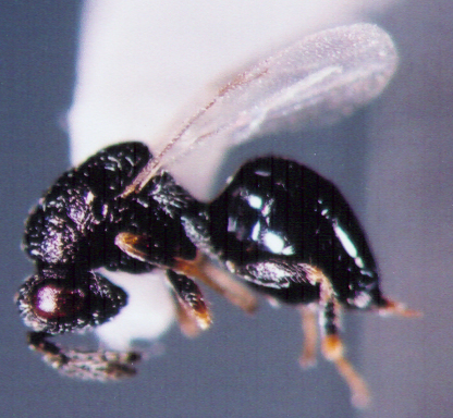 Photo of Hymenoptera: Eurytomidae ? 