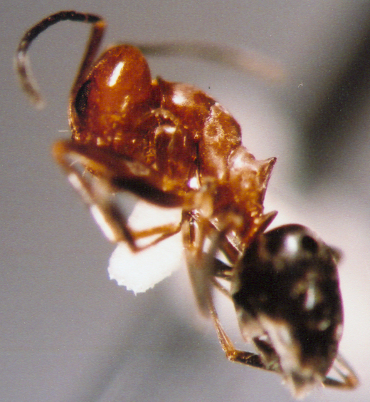 Photo of Hymenoptera: Formicidae: Myrmecocystus ? 