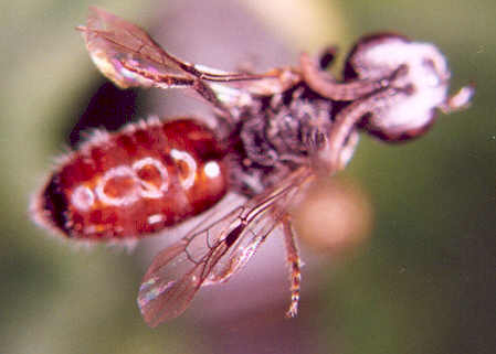 Photo of Hymenoptera: Halictidae ? 