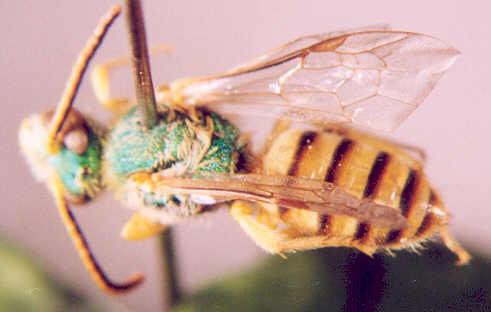 Photo of Hymenoptera: Halictidae ?