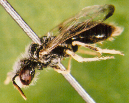 Photo of Hymenoptera: Unkown 