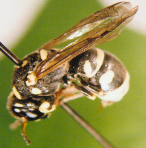 Photo of Hymenoptera: Unkown 