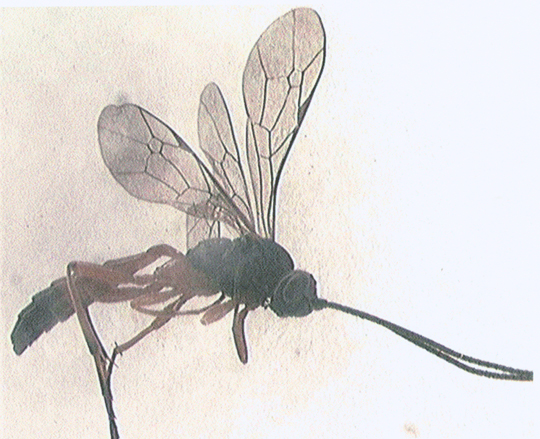 Photo of Hymenoptera: Ichneumonidae 