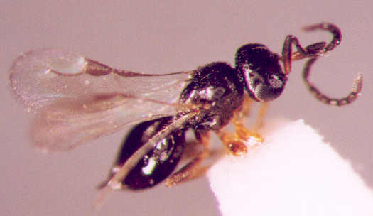 Photo of Hymenoptera: Megaspilidae 