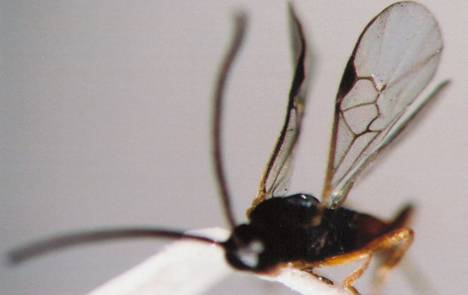 Photo of Hymenoptera: Braconidae Apanteles? 
