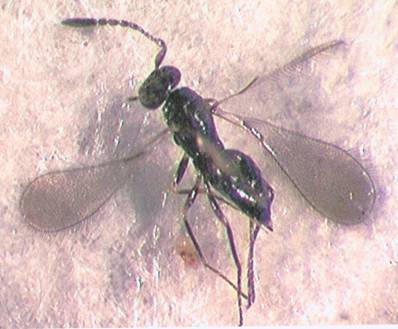 Photo of Hymenoptera: Mymaridae Gonatocerus 