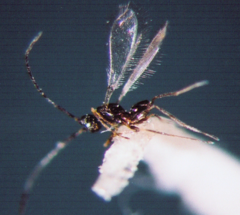 Photo of Hymenoptera: Mymaridae 