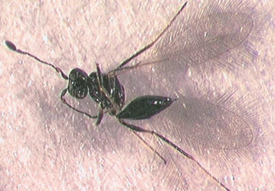 Photo of Hymenoptera: Mymaridae Polynema 
